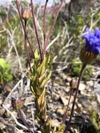 Image of Felicia ebracteata Grau