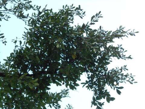 Image of Southern Live Oak