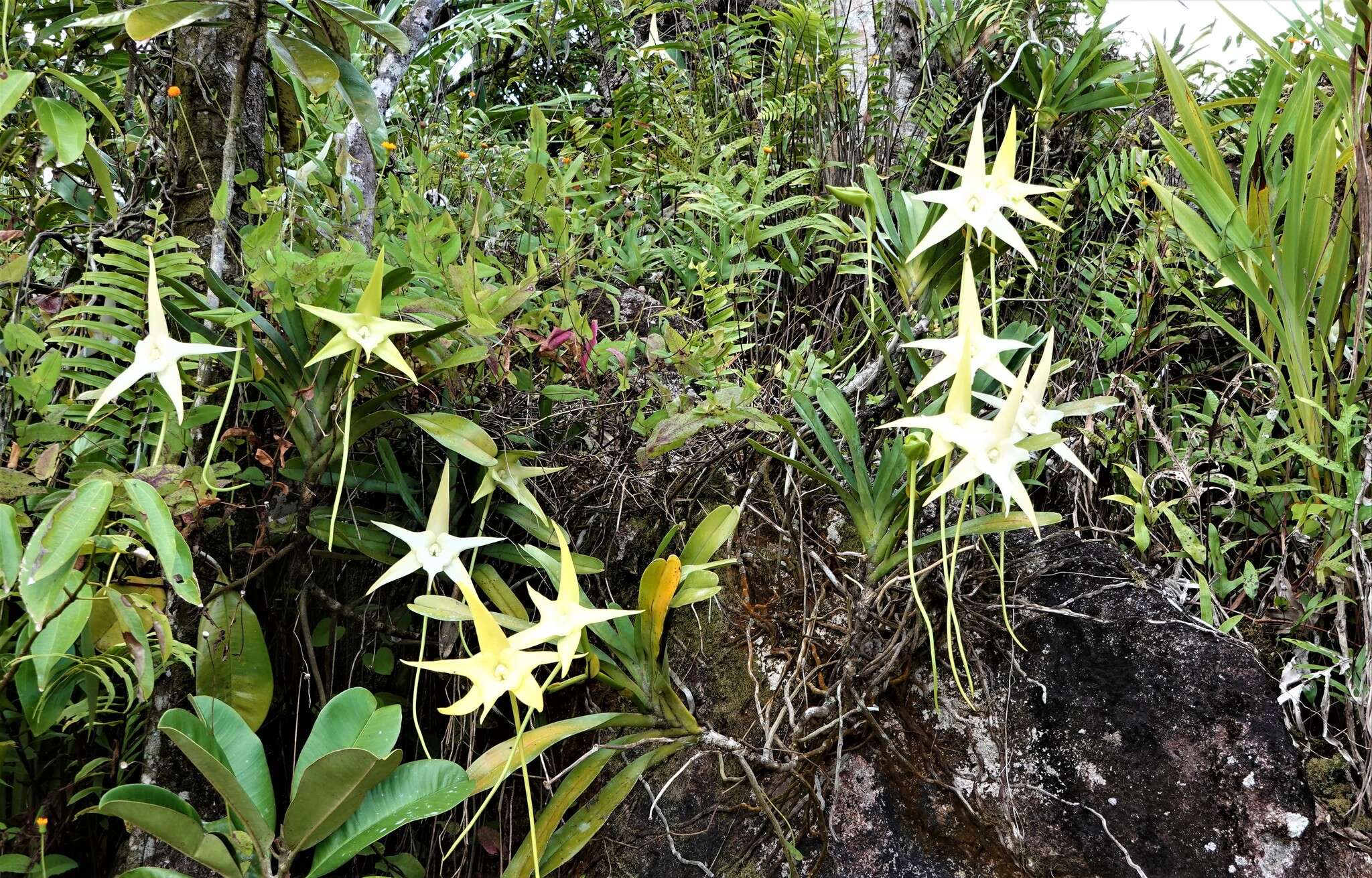 Image de Étoile de Madagascar