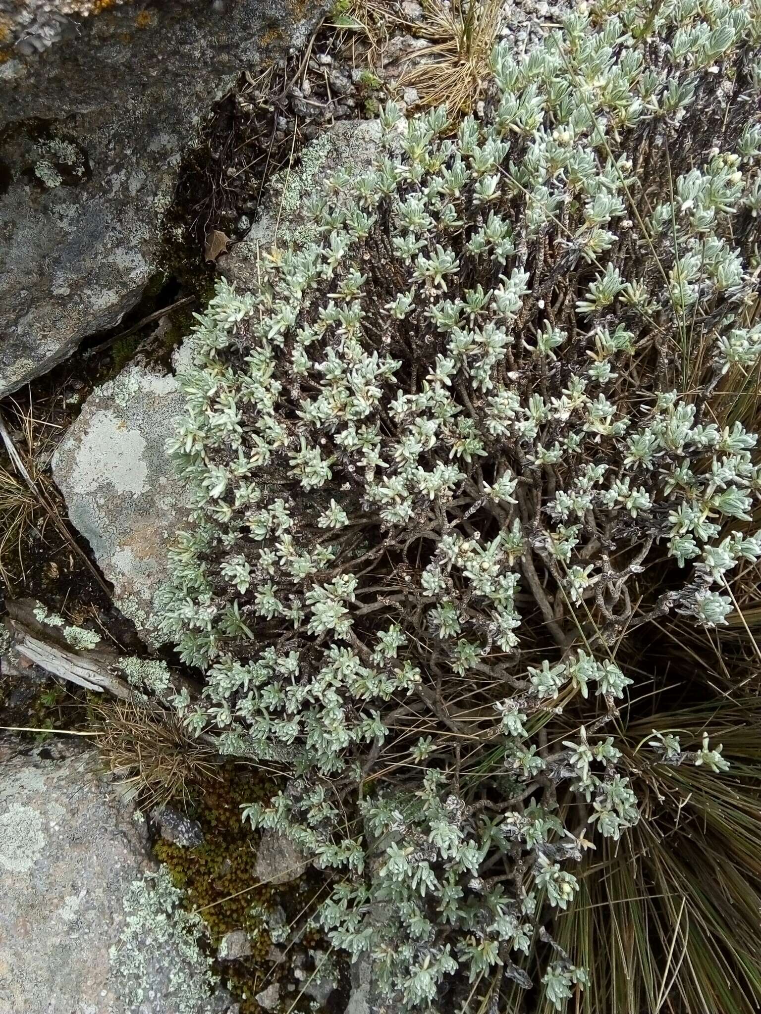 Image of Chionolaena lavandulifolia (Kunth) Benth. & Hook. fil.