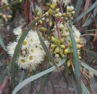 Image of Eucalyptus odorata Behr