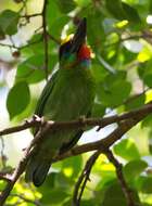 Image of Red-throated Barbet