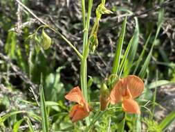 Imagem de Lathyrus hierosolymitanus Boiss.