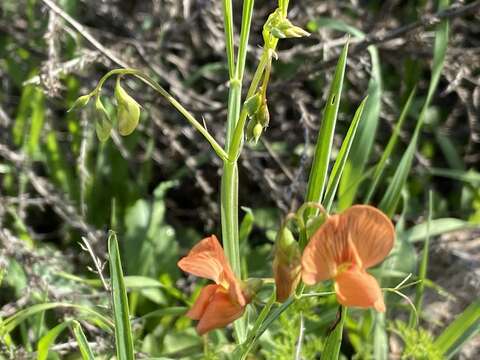 Image of Lathyrus hierosolymitanus Boiss.