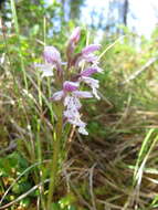 Galearis rotundifolia (Banks ex Pursh) R. M. Bateman resmi