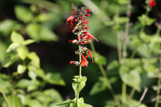 Imagem de Salvia coccinea Buc'hoz ex Etl.