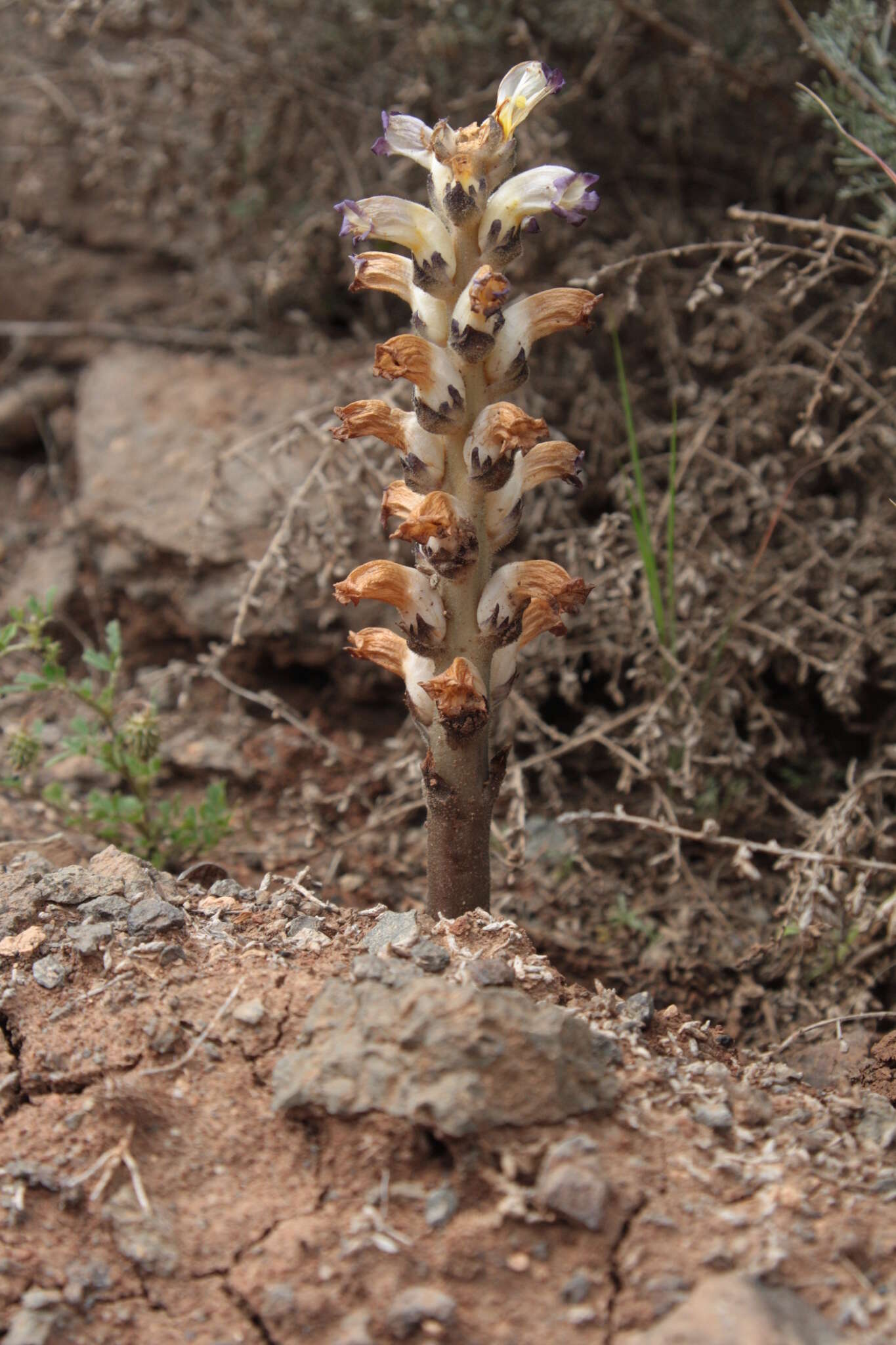 Image of nodding broomrape