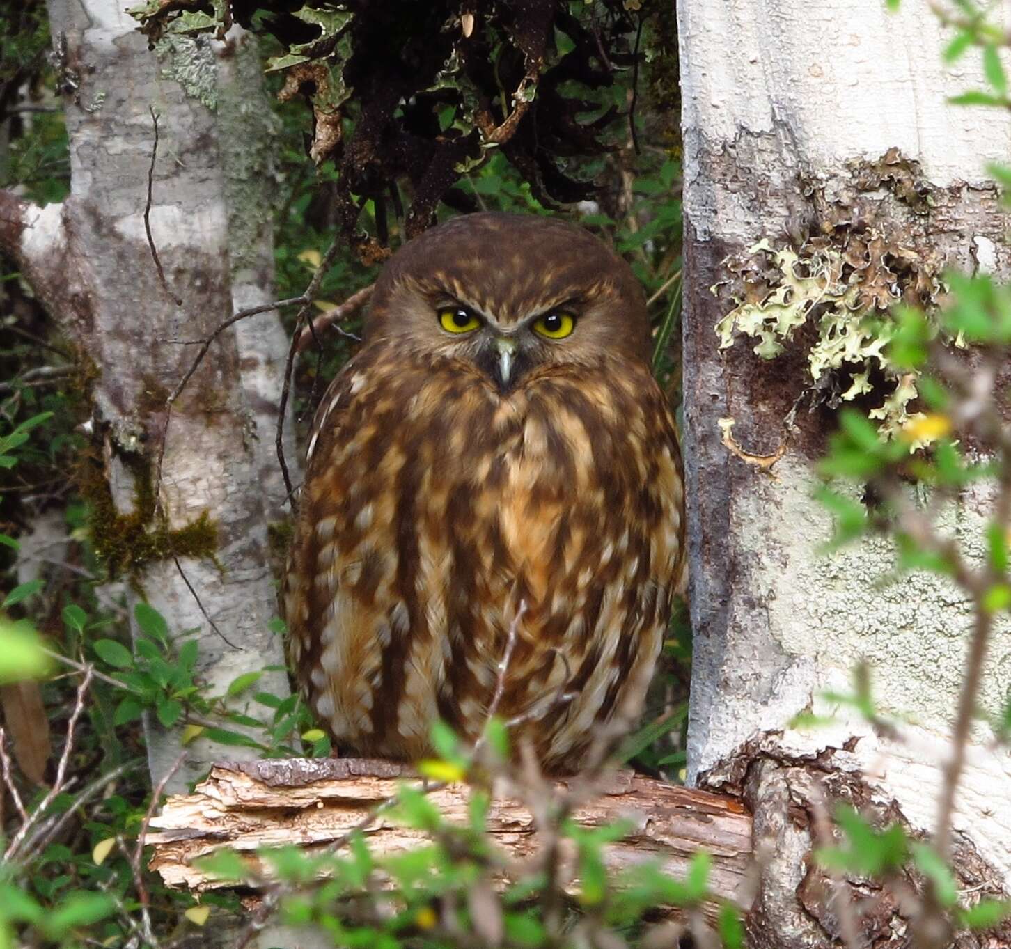 Image of Ninox novaeseelandiae novaeseelandiae (Gmelin & JF 1788)