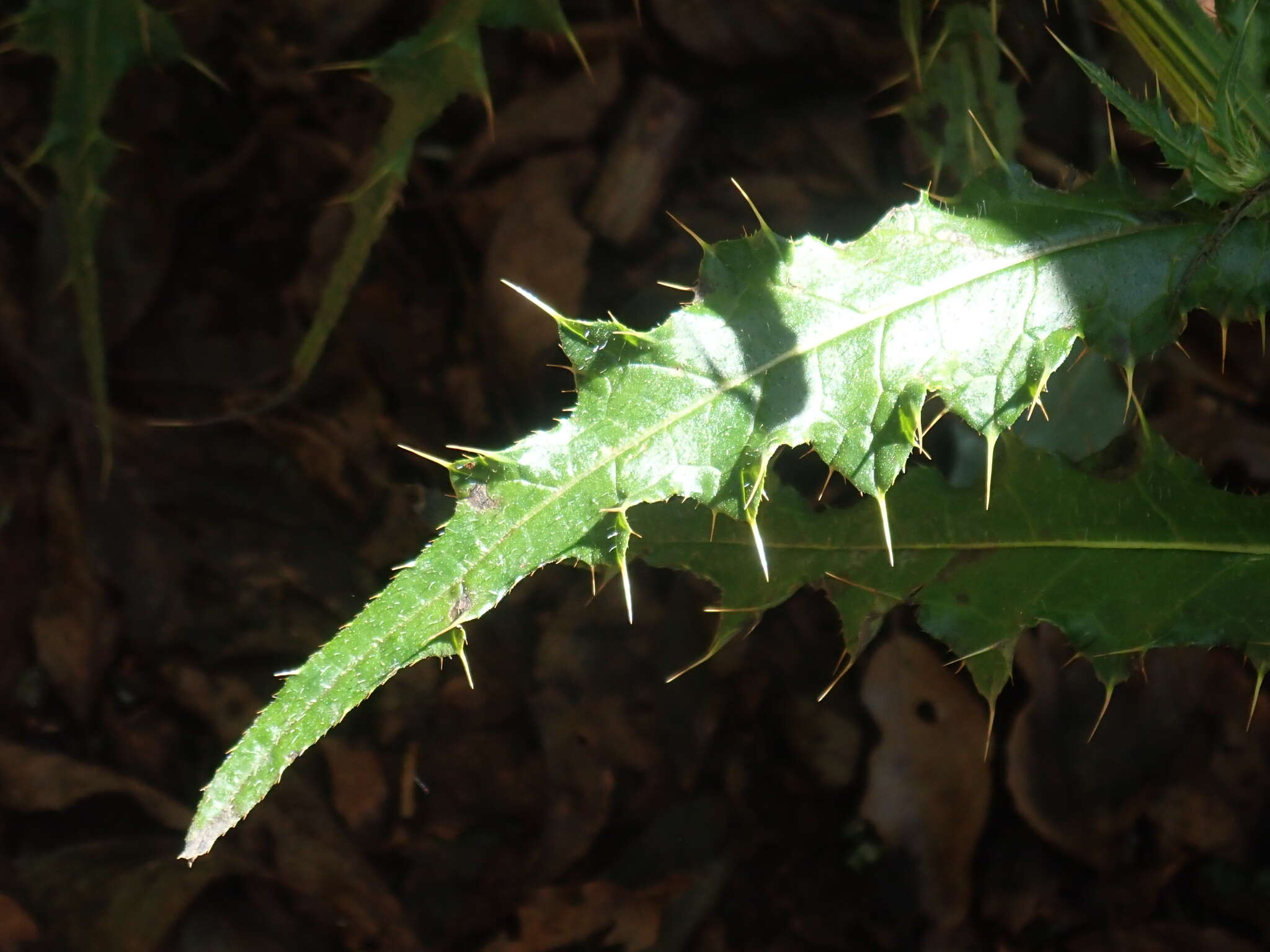 Imagem de Cirsium ferum