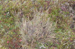 Image of Eurasian Junegrass