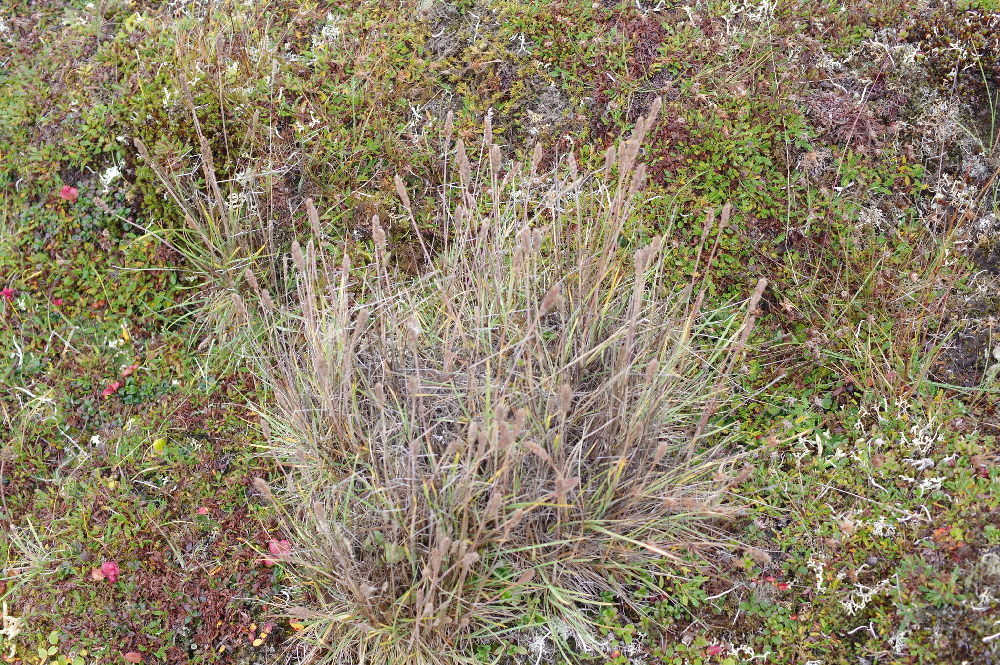 Image of Eurasian Junegrass