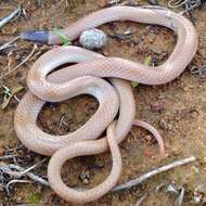 Image of Western Blackhead Snake