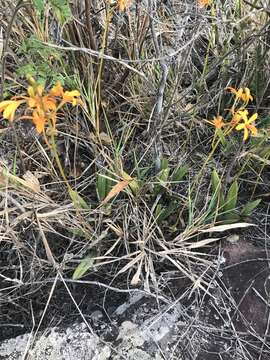 Image of Cattleya luetzelburgii Van den Berg