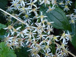 Image of Aster formosanus Hayata