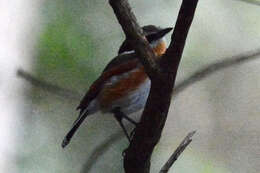 صورة Batis capensis (Linnaeus 1766)