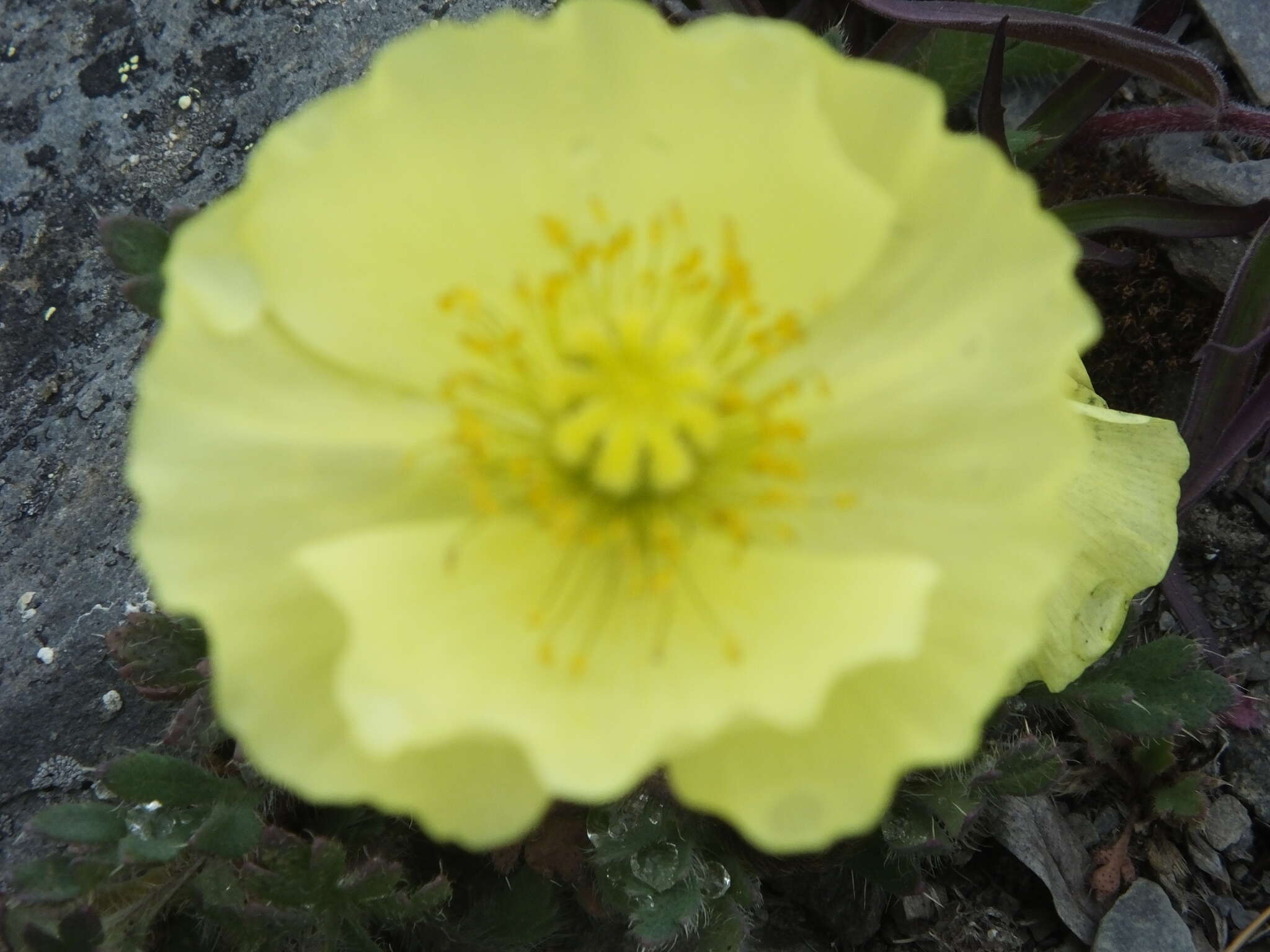 Image of Papaver pulvinatum A. Tolmatch.