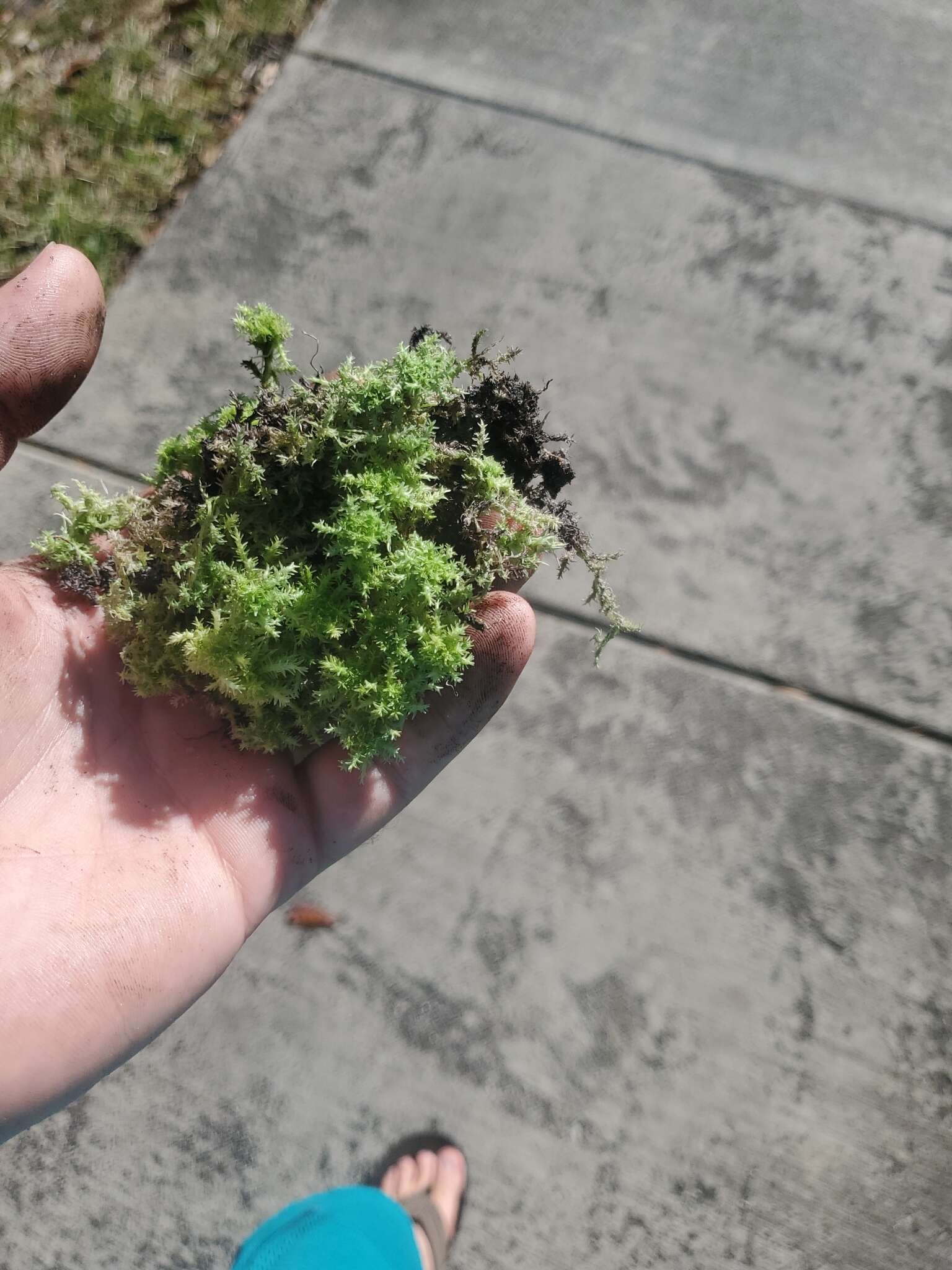 Image of pale bog-moss
