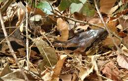 Image of Madagascar Boa