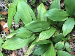 Image of Cape Francais Stalk Grass