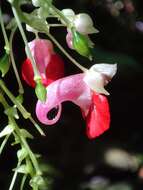 Image of Impatiens platyadena C. E. C. Fischer