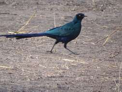 Image of Long-tailed Glossy Starling