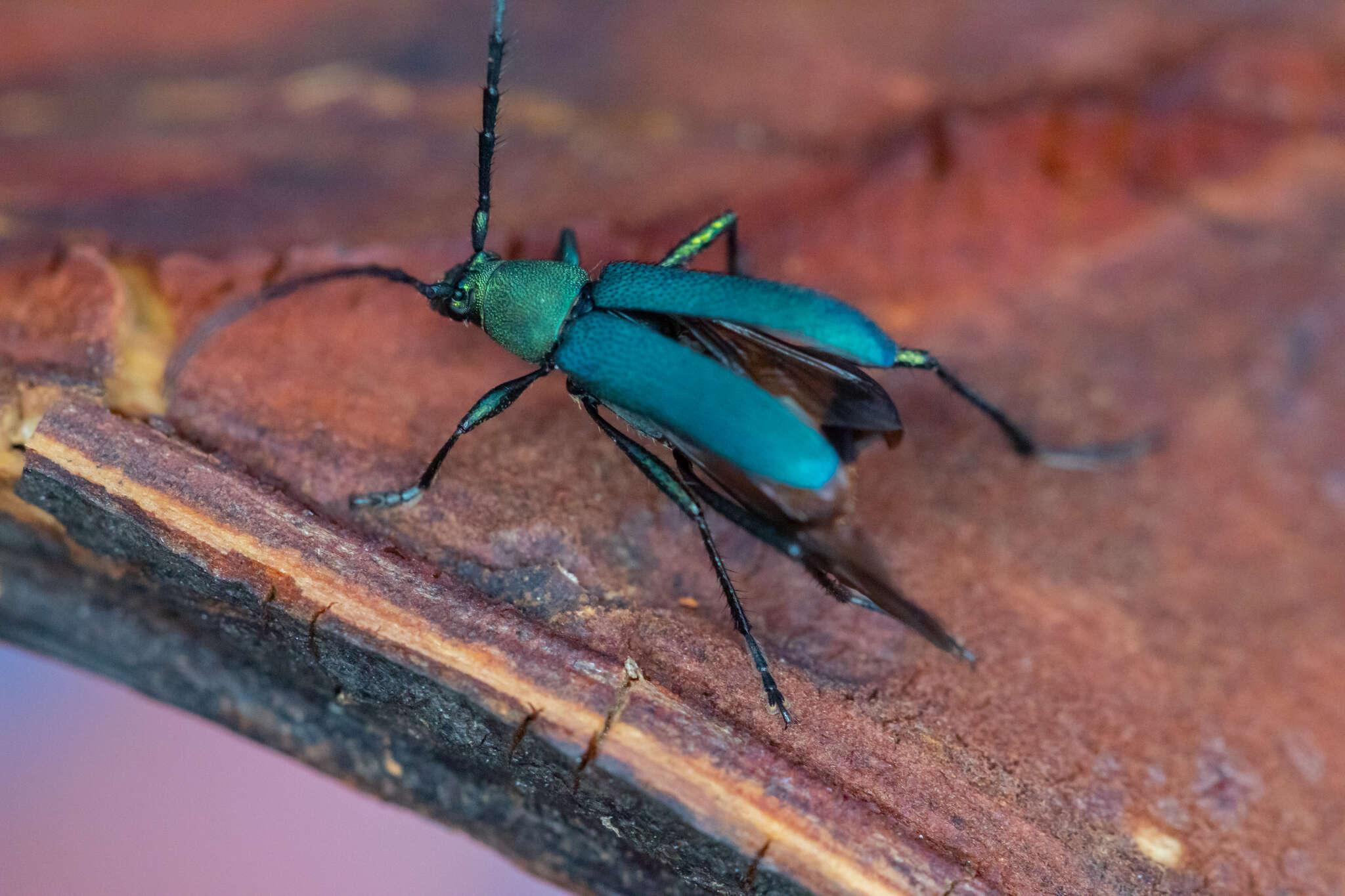 Image of Chrysoprasis hirtula White 1853