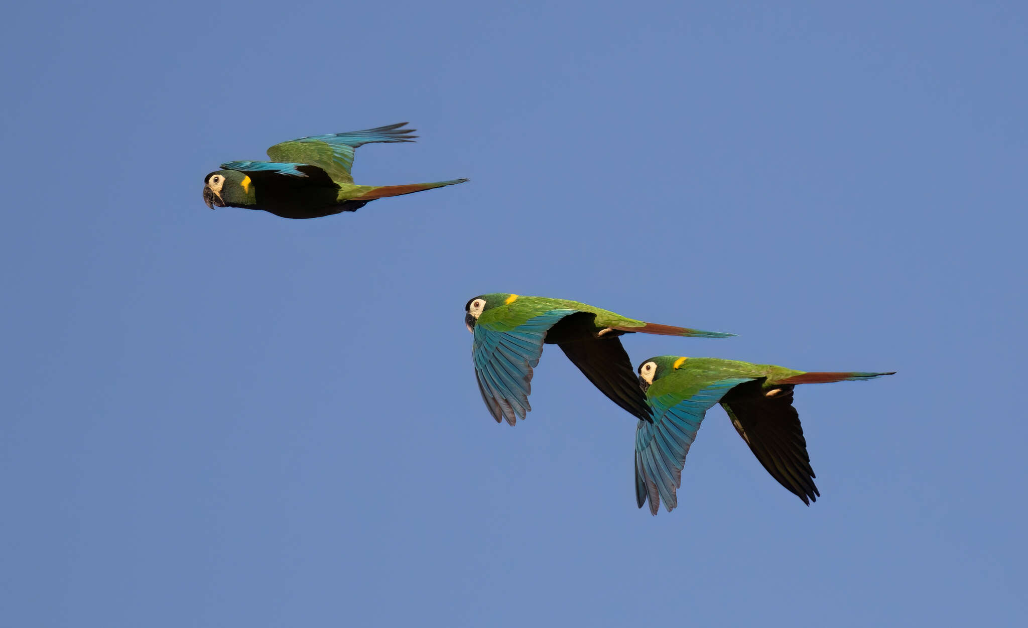 Image of Golden-collared Macaw