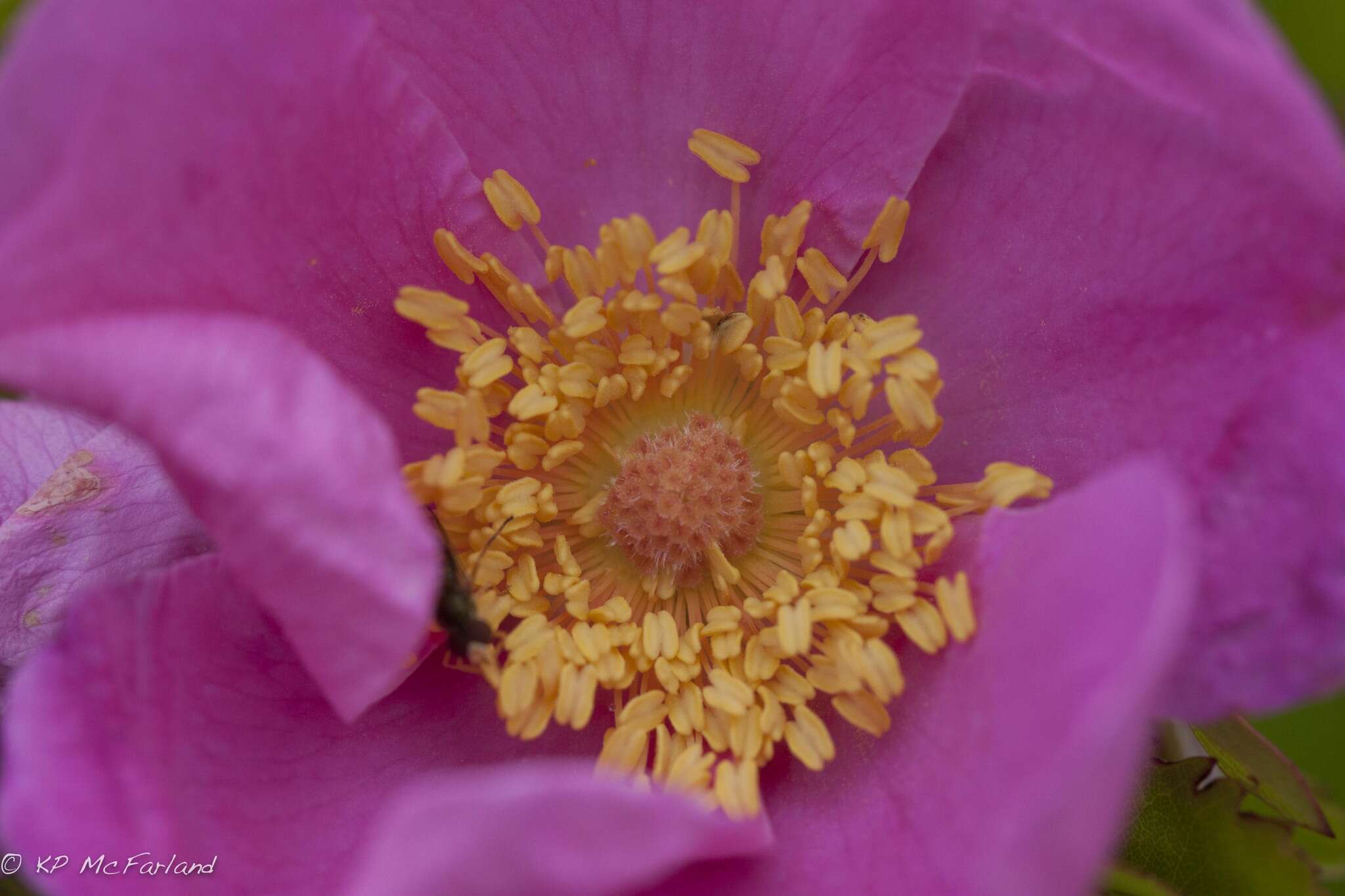 Image of japanese rose