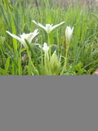 Image of Ornithogalum woronowii Krasch.