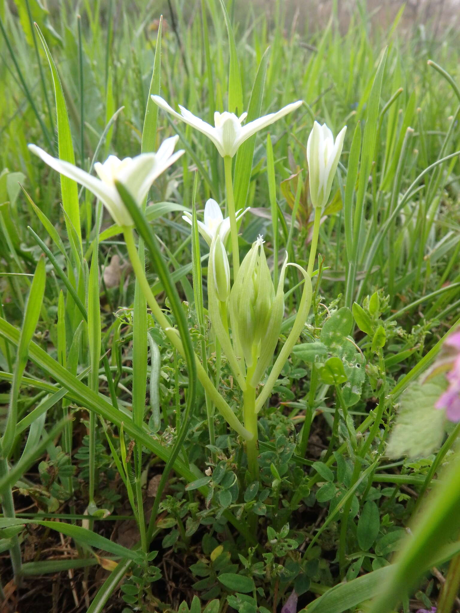 Image of Ornithogalum woronowii Krasch.