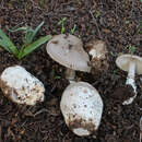 Image of Amanita cistetorum Contu & Pacioni 1998