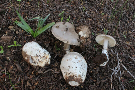 Image of Amanita cistetorum Contu & Pacioni 1998