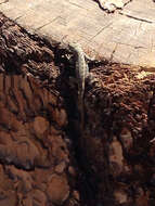 Image of Southern Sagebrush Lizard