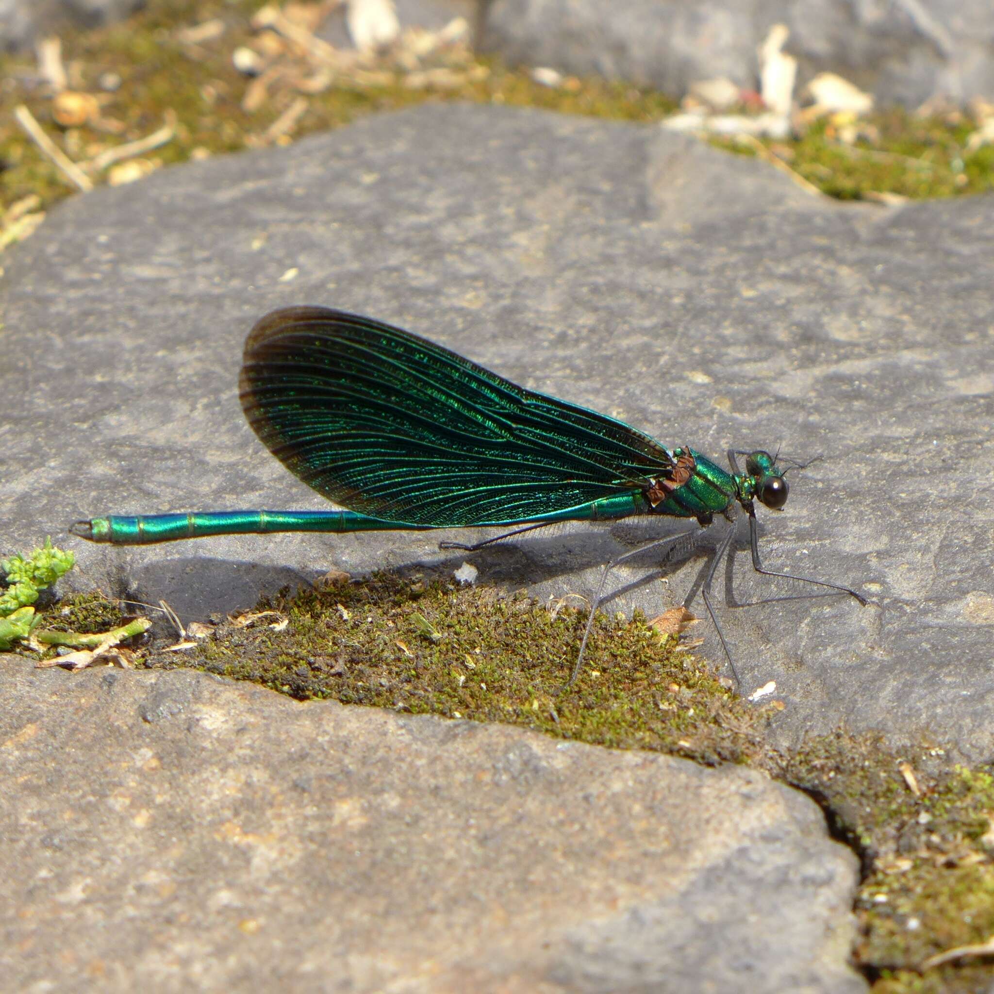 Image of Calopteryx virgo Linnaeus 1758