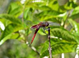 Tramea abdominalis (Rambur 1842) resmi