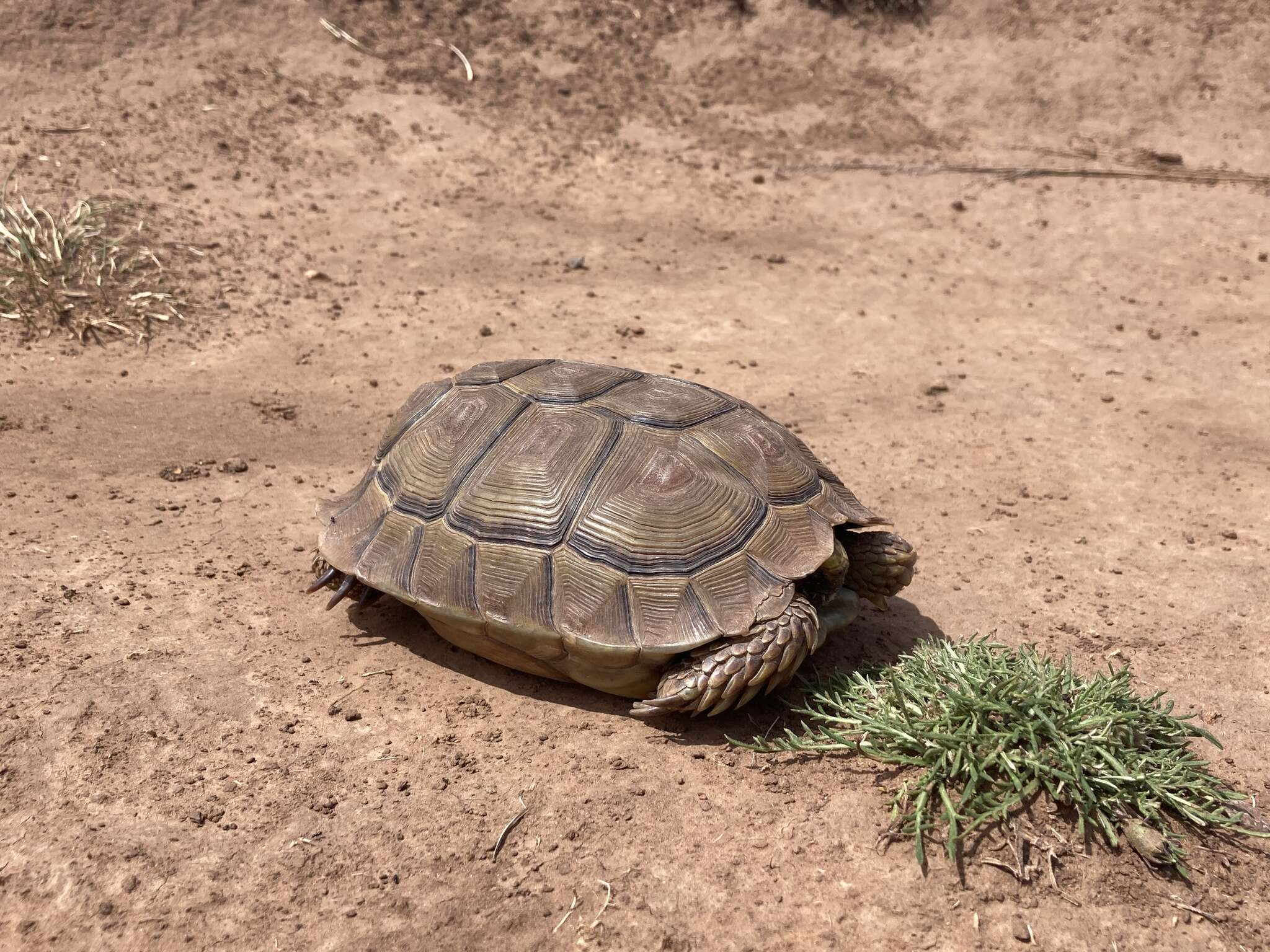 Image of Karroo Tortoise