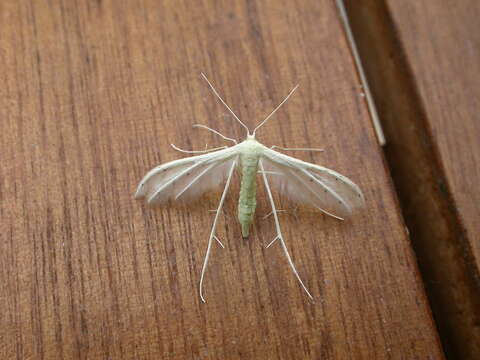 Image of <i>Pterophorus albidus</i>