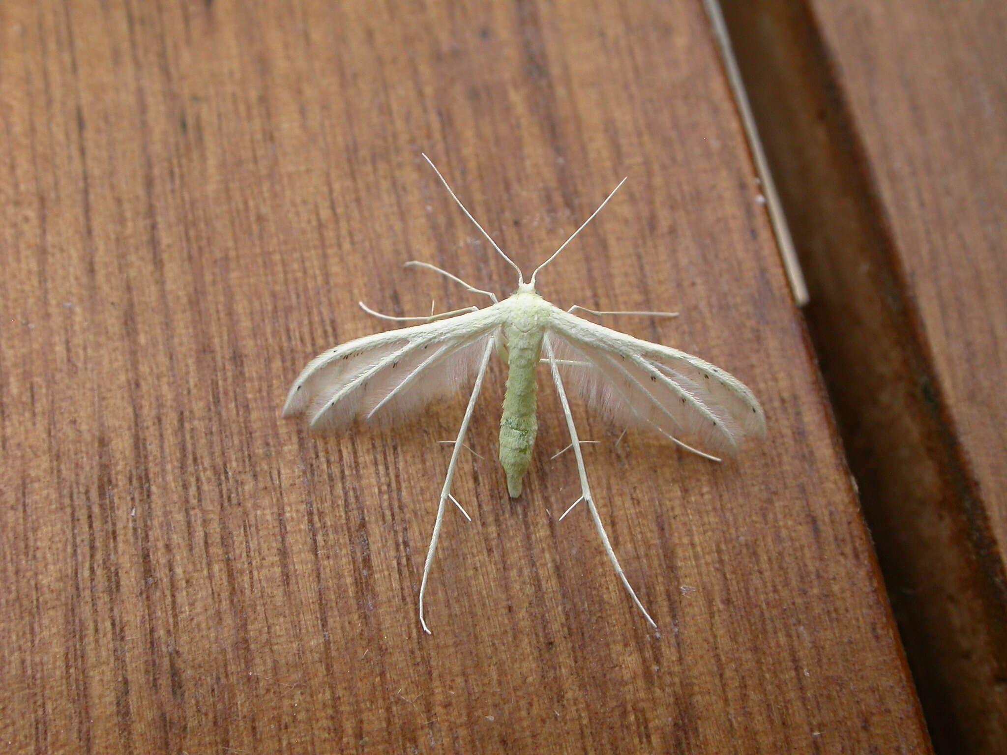 Image of <i>Pterophorus albidus</i>