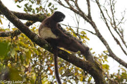 Plancia ëd Propithecus edwardsi Grandidier 1871