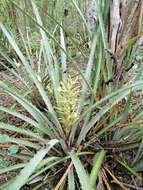 Bromelia palmeri Mez的圖片