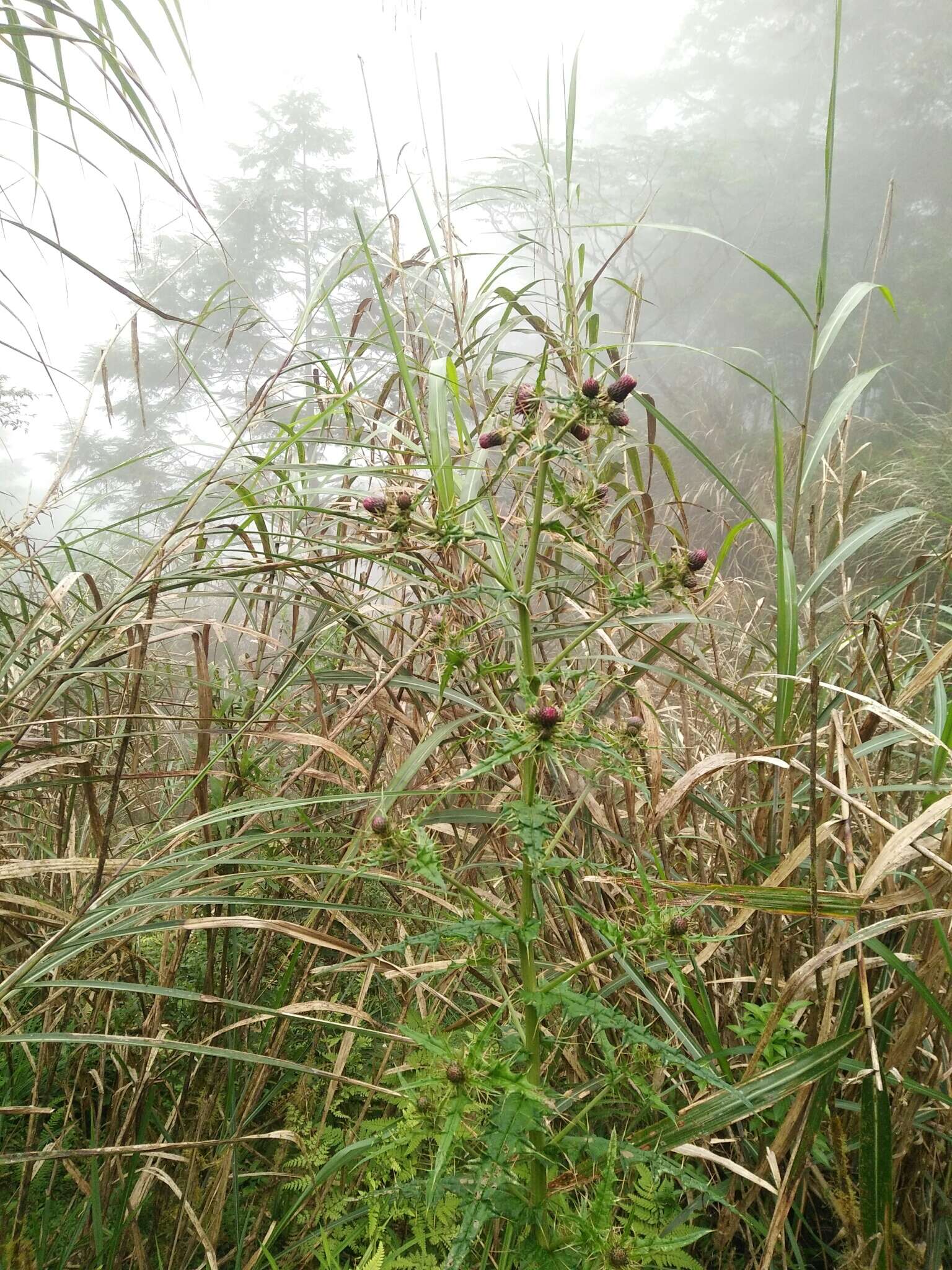 Image of Cirsium suzukii