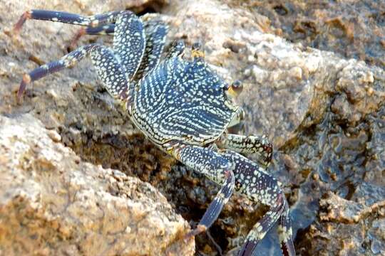 Image of Shore crab