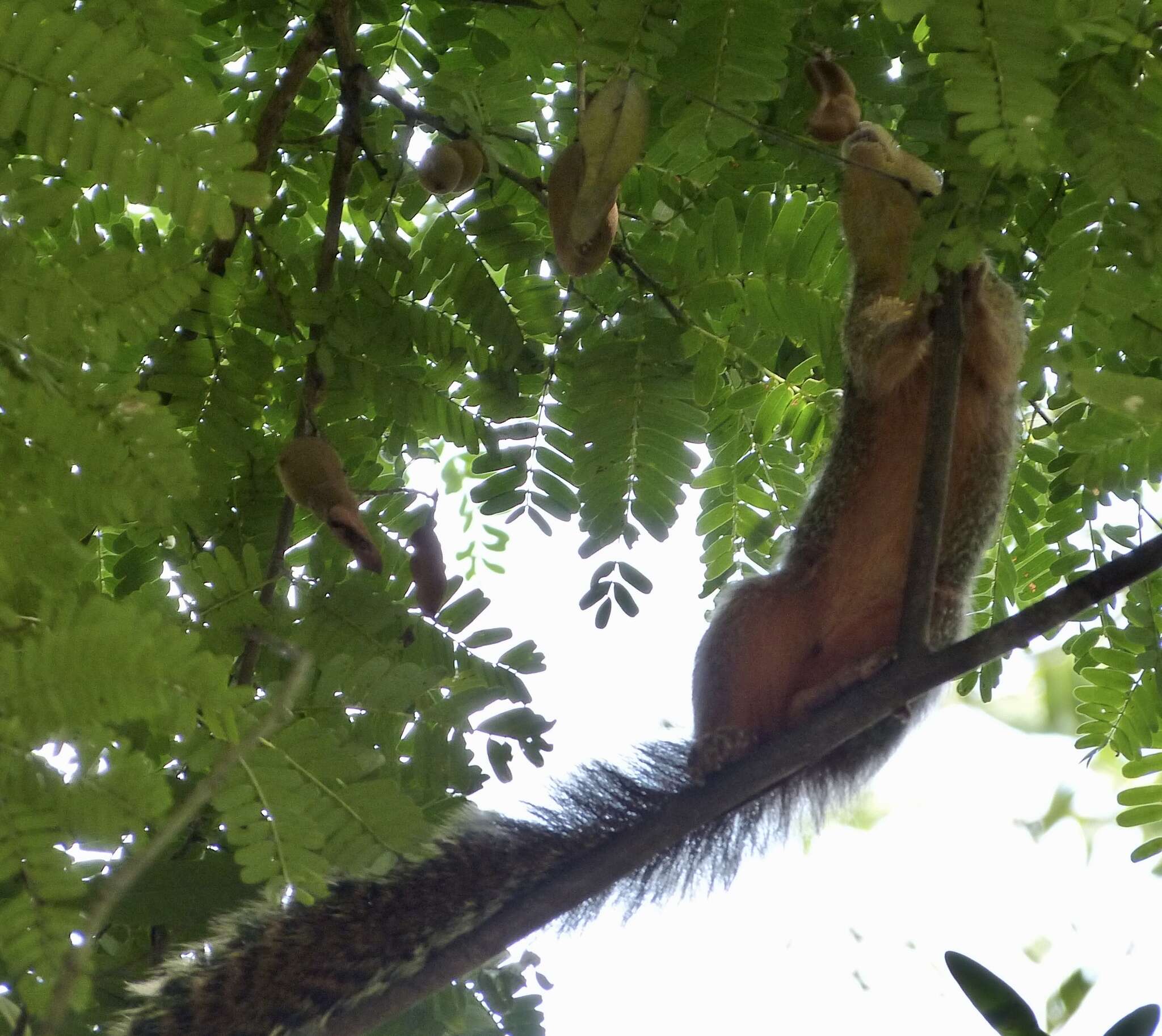 Image of Zanj Sun Squirrel