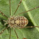 Image of Opilio dinaricus