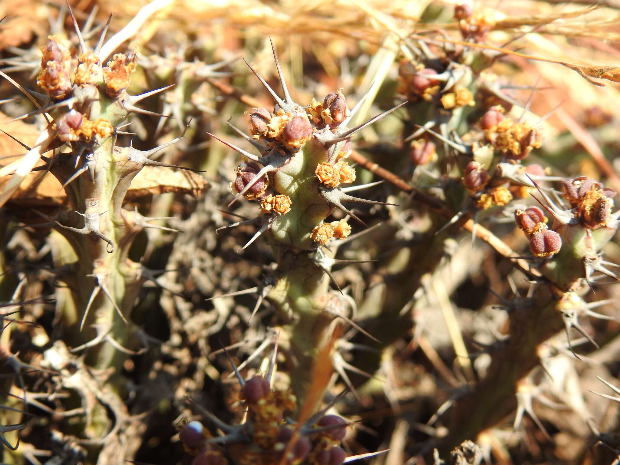 Image of Euphorbia schinzii Pax