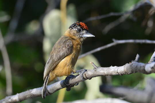 Image of Ochraceous Piculet