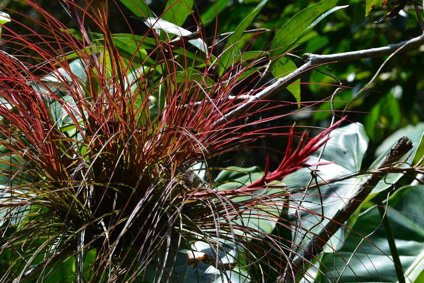 Imagem de Tillandsia festucoides Brongn. ex Mez