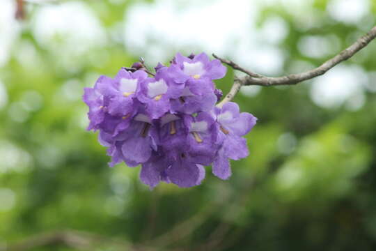 Image of Jacaranda obtusifolia Humb. & Bonpl.