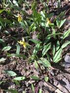 Image of dogtooth violet