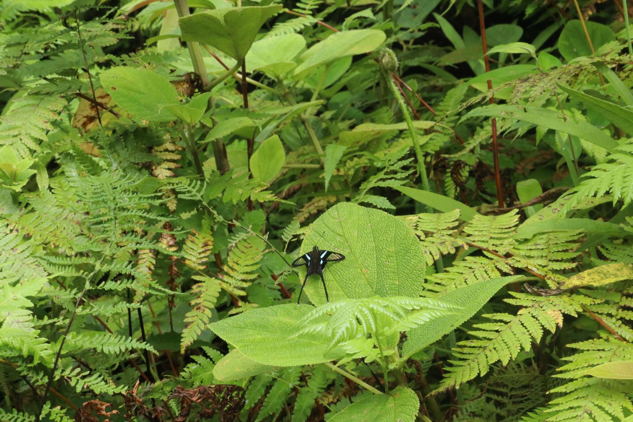 Image of Green Dragontail Butterfly